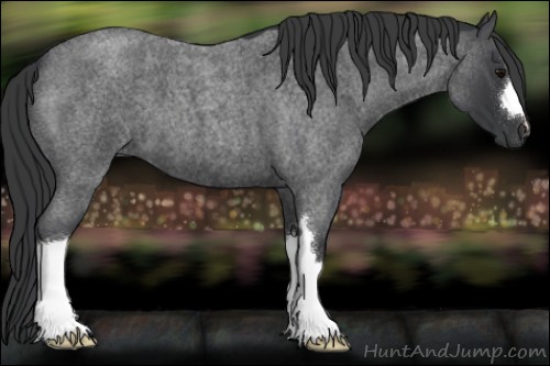 Horse Color:Blue Roan 