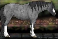 Horse Color:Blue Roan 