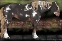 Horse Color:White Spotted Liver Chestnut Tobiano 