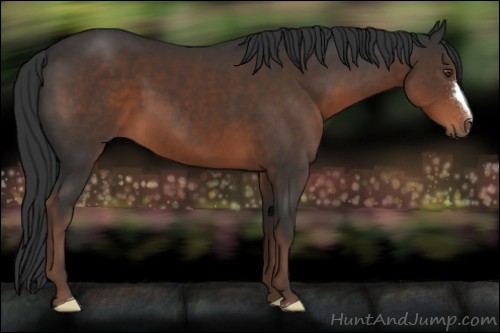 Horse Color:Liver Chestnut 
