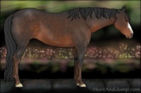 Horse Color:Liver Chestnut 