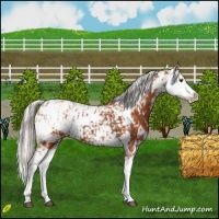 Horse Color:Bay Sabino  and Silver Bay Sabino 