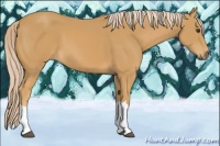 Horse Color:Palomino 