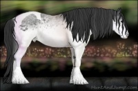 Horse Color:White Spotted Black Tobiano Rabicano