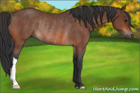 Horse Color:Bay Rabicano 
