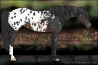 Horse Color:Brown Appaloosa 