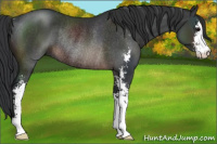Horse Color:Brown Sabino Rabicano