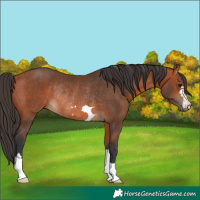 Horse Color:Bay Rabicano 