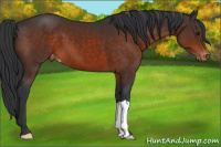 Horse Color:Brown Appaloosa 