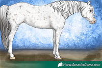 Horse Color:Brown Snowflake Varnish Rabicano 
