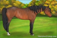 Horse Color:Bay Rabicano 