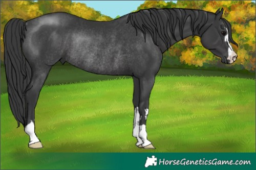 Horse Color:Black Rabicano 