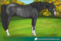 Horse Color:Black Rabicano