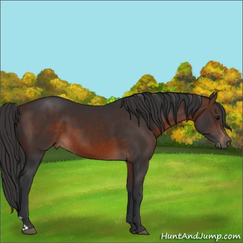 Horse Color:Brown 