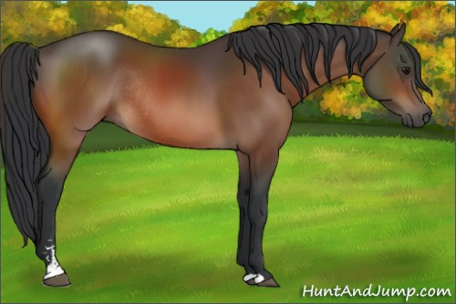 Horse Color:Bay Sabino Rabicano 