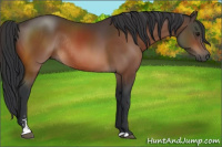 Horse Color:Bay Sabino Rabicano 