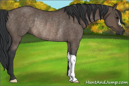 Horse Color:Brown Dun Rabicano 