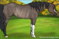 Horse Color:Brown Dun Rabicano