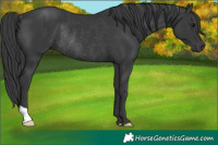 Horse Color:Black Rabicano 