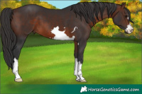 Horse Color:Brown 