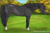 Horse Color:Black Sabino Rabicano 