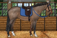 Horse Color:Brown Dun