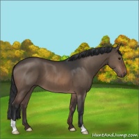 Horse Color:Brown Dun Brindle