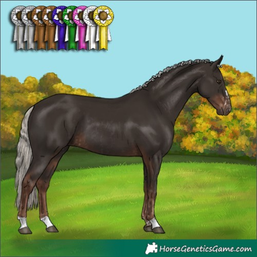 Horse Color:Liver Chestnut Mushroom Rabicano and Liver Chestnut Mushroom