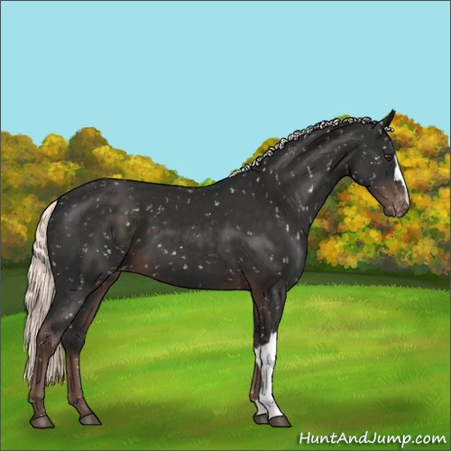Horse Color:Liver Chestnut Mushroom Appaloosa