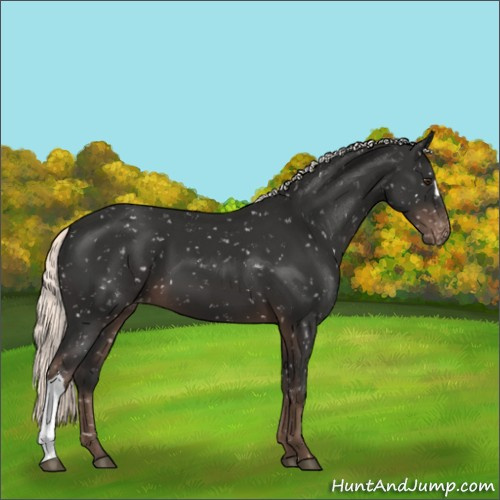 Horse Color:Liver Chestnut Mushroom Appaloosa