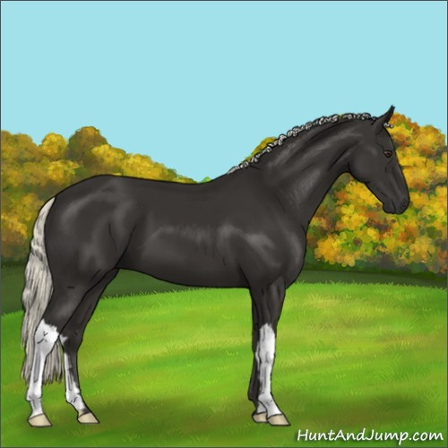 Horse Color:Liver Chestnut Mushroom