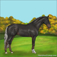 Horse Color:Liver Chestnut Mushroom 