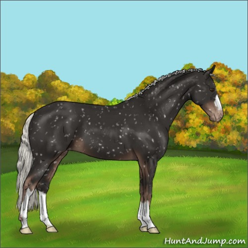 Horse Color:Liver Chestnut Mushroom Appaloosa 