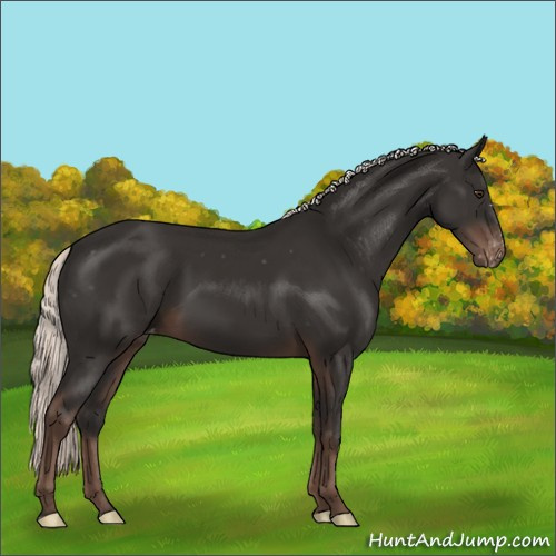 Horse Color:Liver Chestnut Mushroom Varnish