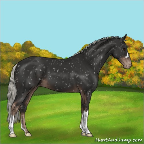 Horse Color:Liver Chestnut Mushroom Appaloosa