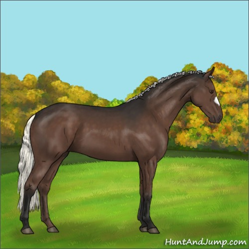 Horse Color:Liver Chestnut Mushroom 