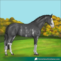 Horse Color:Black Mushroom Sabino Splash 