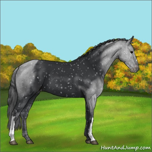 Horse Color:Black Mushroom Appaloosa 