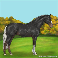 Horse Color:Liver Chestnut Mushroom Appaloosa 