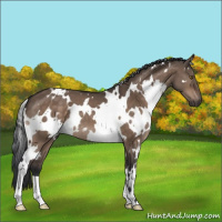 Horse Color:White Spotted Brown Dun Mushroom 