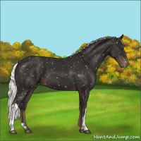 Horse Color:Liver Chestnut Mushroom Appaloosa 