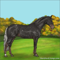 Horse Color:Liver Chestnut Mushroom Appaloosa 
