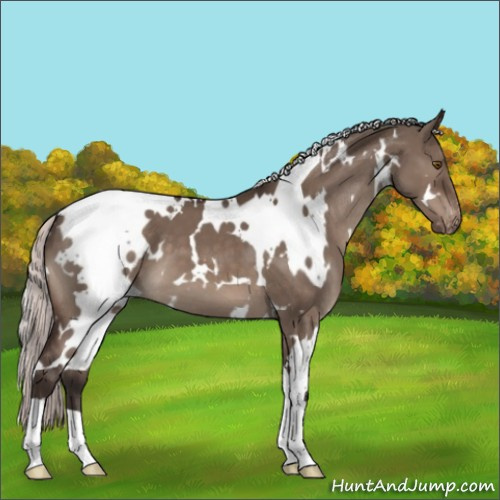 Horse Color:White Spotted Silver Brown Dun Mushroom Appaloosa 