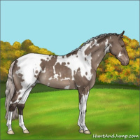 Horse Color:White Spotted Silver Brown Dun Mushroom Appaloosa 