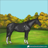Horse Color:Black Tobiano 