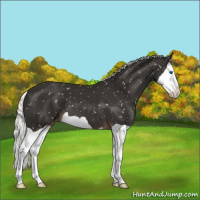 Horse Color:Liver Chestnut Mushroom Splash Snowflake Varnish 