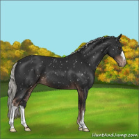 Horse Color:Liver Chestnut Mushroom Appaloosa 