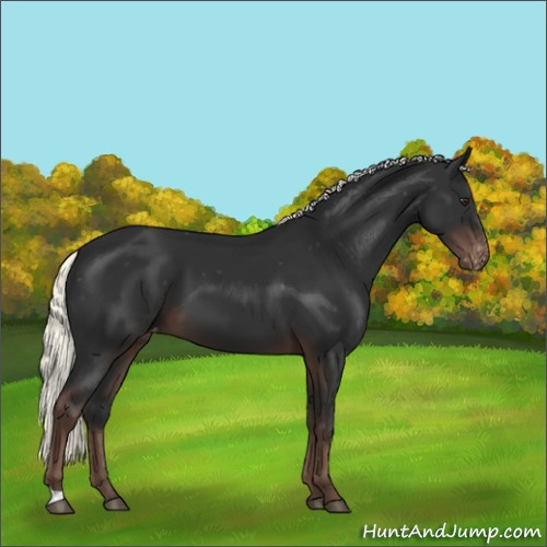 Horse Color:Liver Chestnut Mushroom Varnish