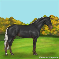 Horse Color:Liver Chestnut Mushroom Varnish 