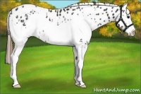 Horse Color:White Spotted Buckskin Splash Appaloosa 